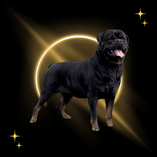 Wyatt — Adidas's sire