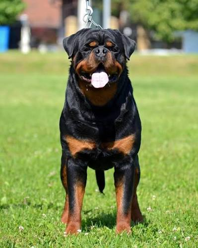 CH. Rumpi “The Bear” Vom Beni
