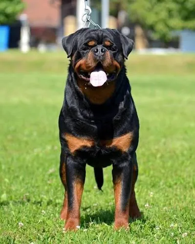 CH. Rumpi “The Bear” Vom Beni