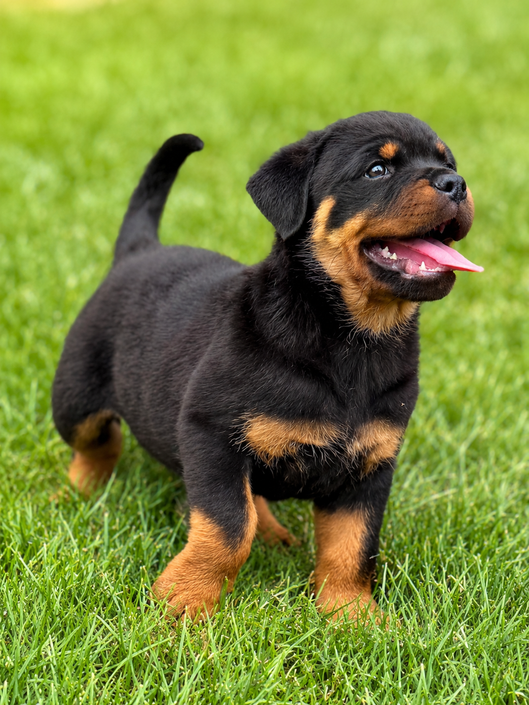 Crosspoint Rottweiler