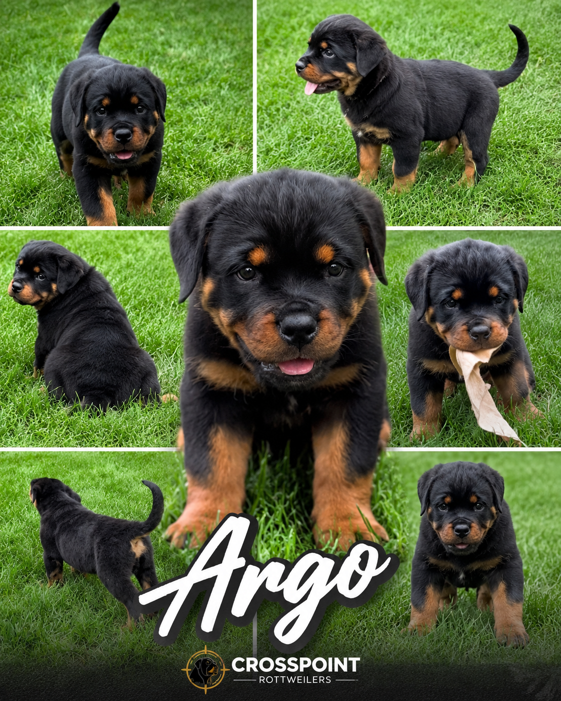 Argo — Crosspoint Rottweilers