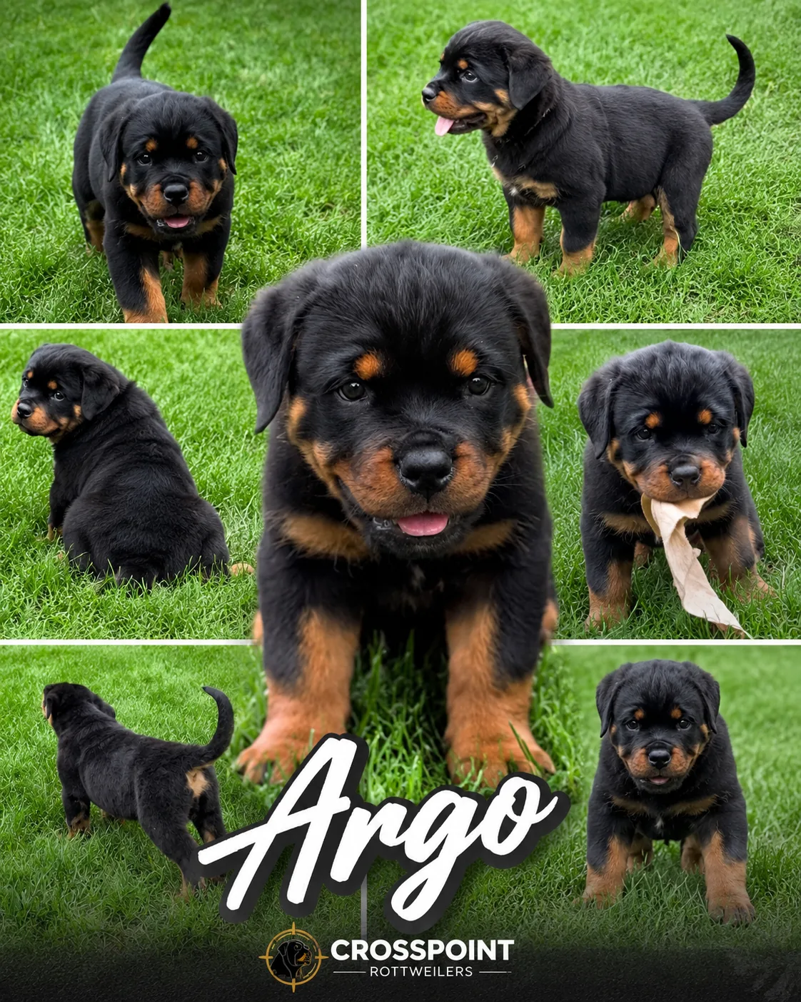 Argo — Crosspoint Rottweilers
