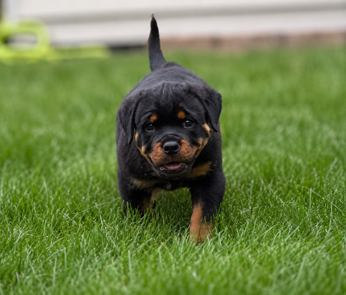 Crosspoint Rottweiler