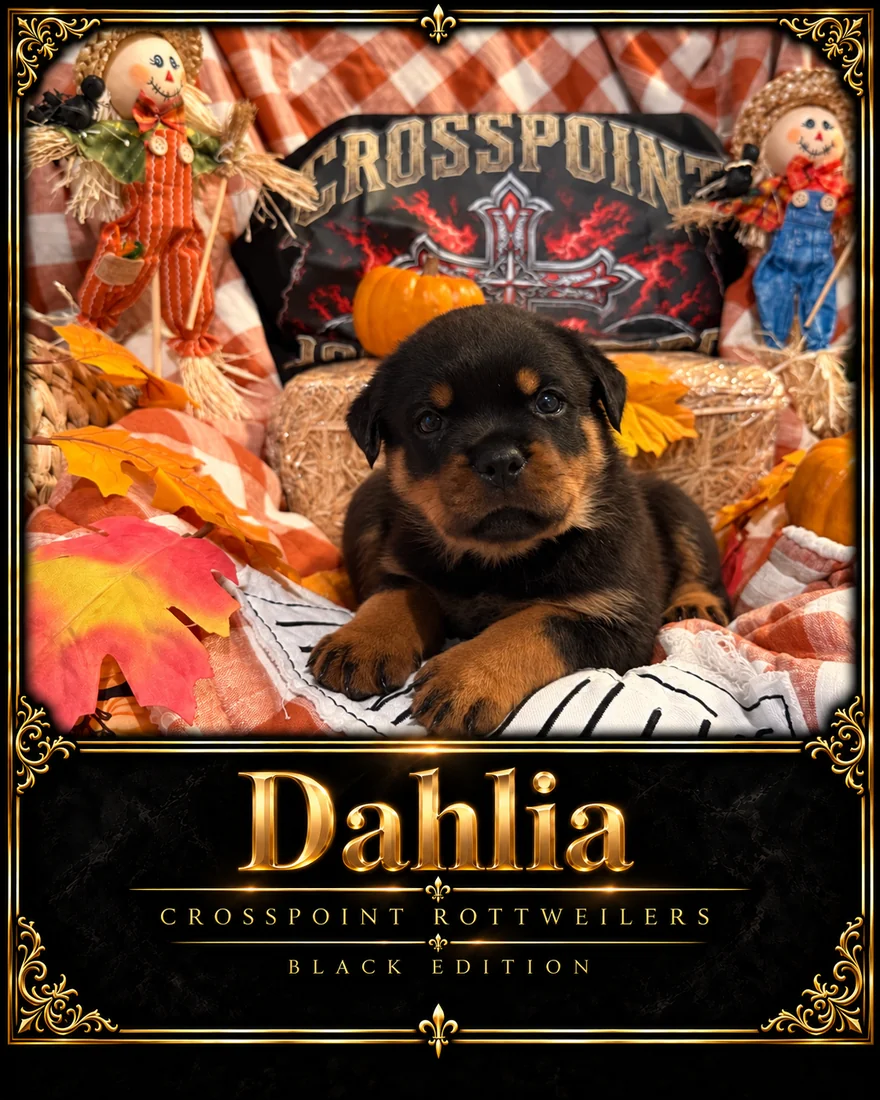 Crosspoint's Dahlia at five weeks — Hercules × Mila female puppy