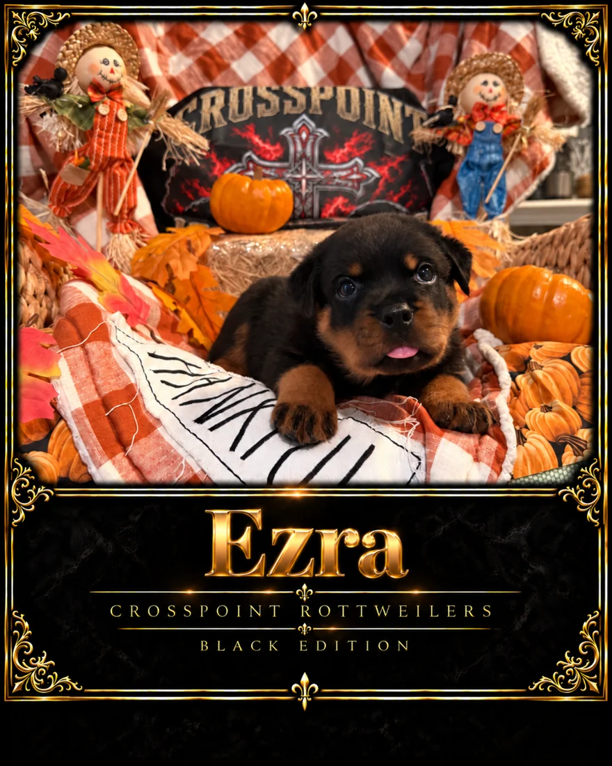 Crosspoint's Ezra at five weeks — Hercules × Mila male puppy