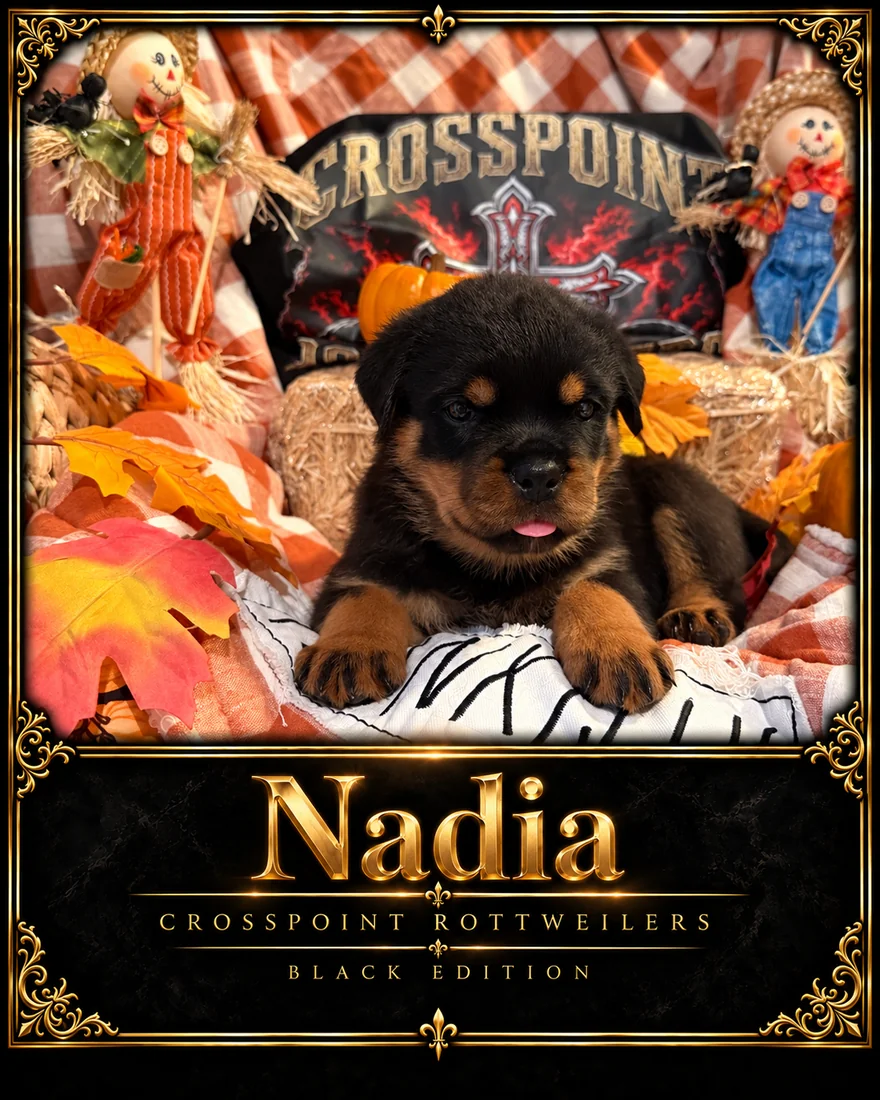 Crosspoint's Nadia at five weeks — Hercules × Mila female puppy