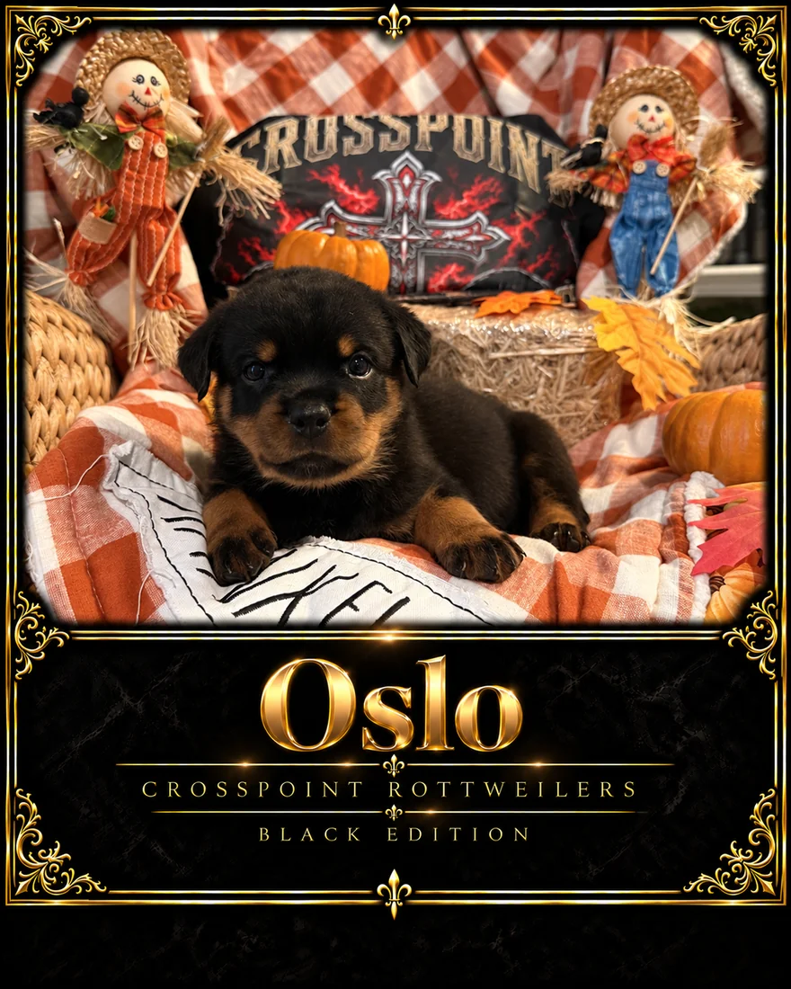 Crosspoint's Oslo at five weeks — Hercules × Mila male puppy