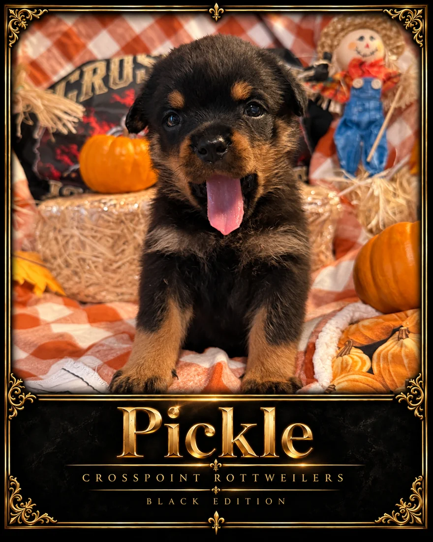 Crosspoint's Pickle at five weeks — Hercules × Mila female puppy