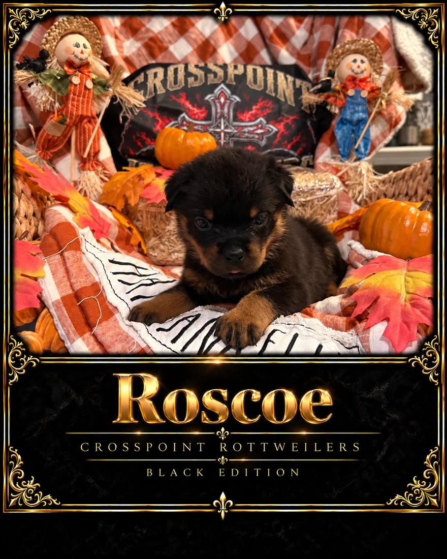 Crosspoint's Roscoe at five weeks — Hercules × Mila male puppy