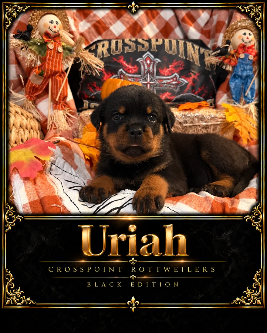 Crosspoint's Uriah at five weeks — Hercules × Mila male puppy